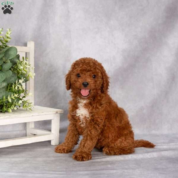 Tricia F1B, Cavapoo Puppy